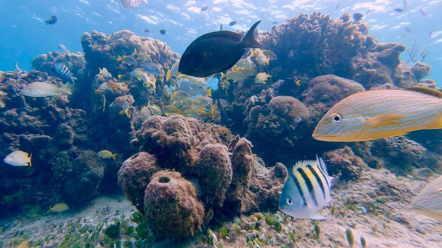 Arrecife frente a SkyReef